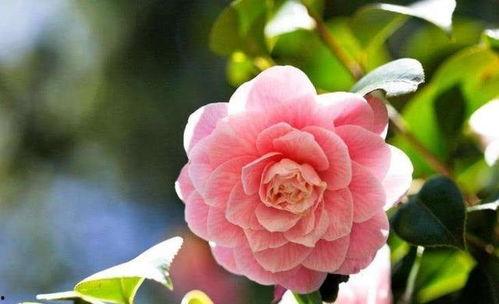 娱乐吃瓜酱山茶花,揭秘山茶花的神秘魅力  第1张